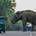 The Battlefield for Survival: “The Escalating Human-Elephant Conflict”