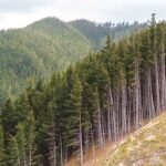Lifeline of the Coastal Land