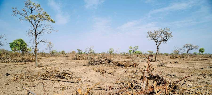 ගලිවර්ලාගේ වන විනාශය සහ ලිලිපුට්ටන්ගේ සංරක්ෂණය!