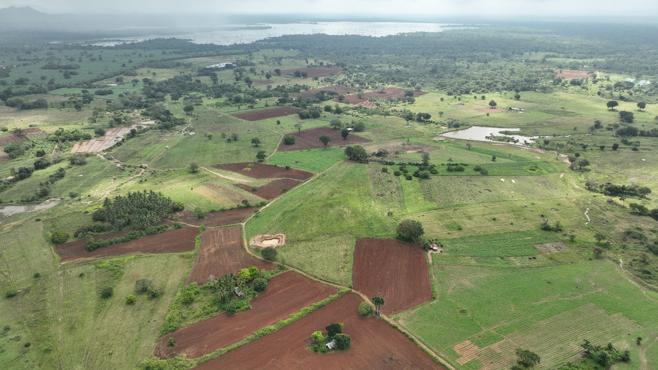 දෙමලිය – වන්දම අලි නිජබිම හා අලි මංකඩ බුත්තල ප්‍රාදේශීය ලේකම් සමාගම්වලට බදු දෙයි