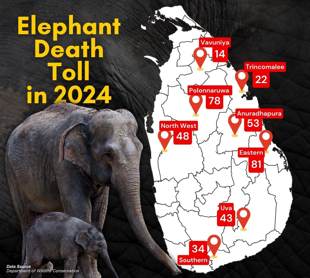 The Battlefield for Survival: “The Escalating Human-Elephant Conflict”