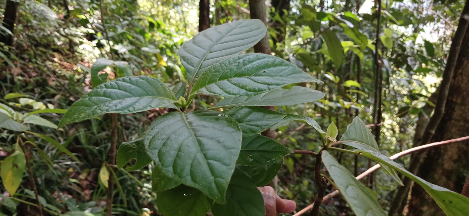 ශ්‍රී ලංකාවේ වගාව අත්හැර දමා ඇති වර්තමානයේ බහුලව වාර්තා නොවන යයි සැළකු සින්කෝනා ශාක අඹගමුව, අලියාගල කඳු වැටියෙන් සොයා ගැනේ…