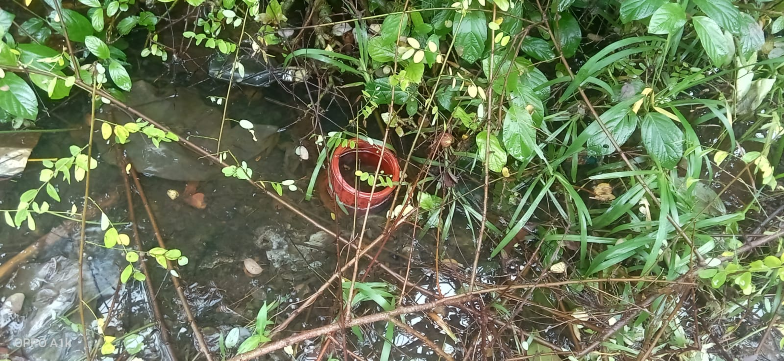 Blocked Drain Chaos