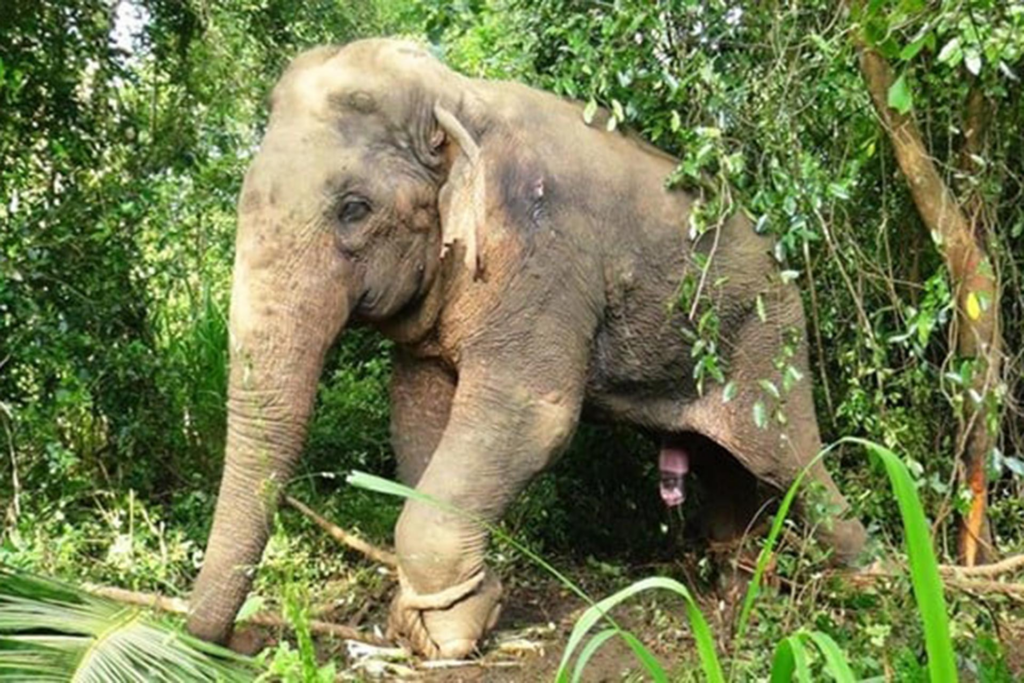 Elephants at the Horowapathana Elephant Holding Ground in Sri Lanka Starve to Death