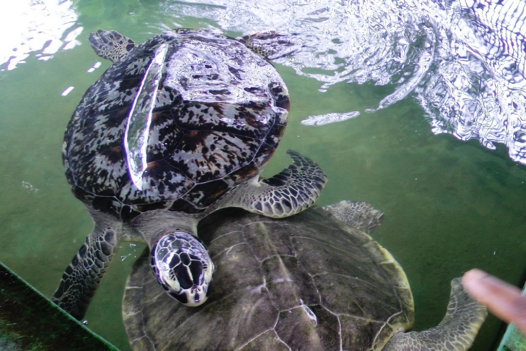 All Turtle Conservation Units in Sri Lanka are Illegal, reveals Information Act