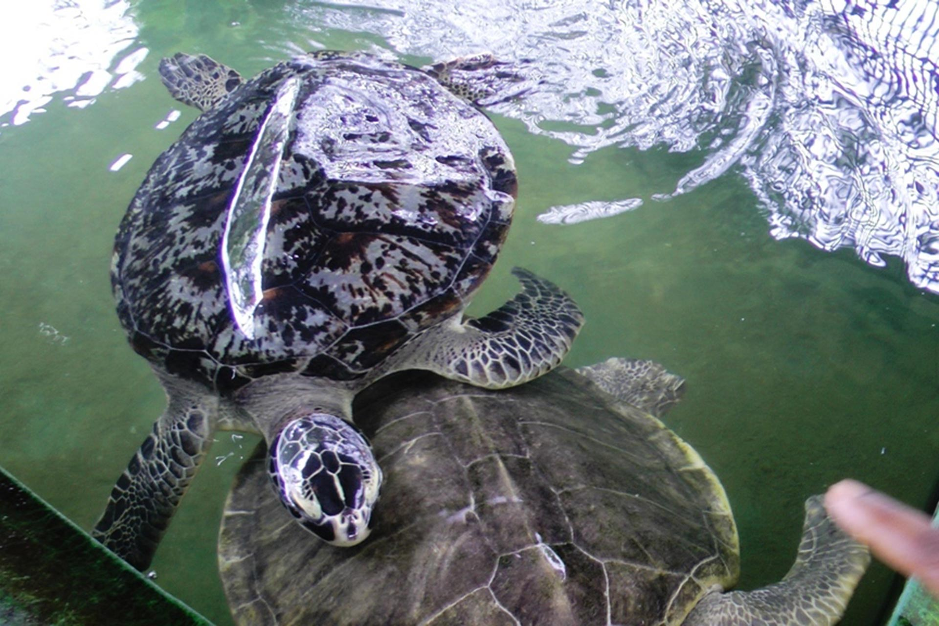 All Turtle Conservation Units in Sri Lanka are Illegal, reveals Information Act